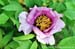 Rockii Peony: LAN HE